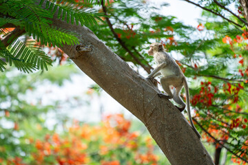A baby monkey is climbing a Caesalpinia tree in a natural tropical forest.