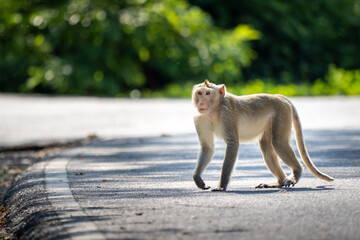 Natural monkey walking on the road.