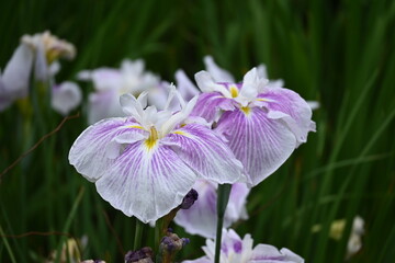 purple crocus flower
