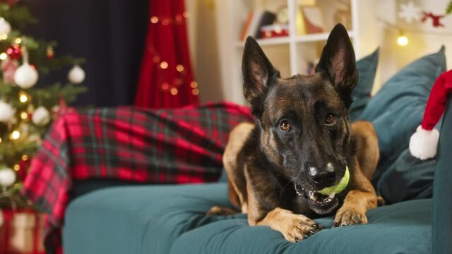 Malinois bard lying on sofa in living room. Belgian shepherd dog portrait. Close-up of trained puppy holding ball in mouth. Domestic animal playing at home. Christmas and new year time.