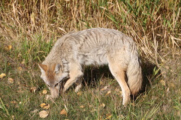 Coyote Sniffing, Elk island National Park, Alberta