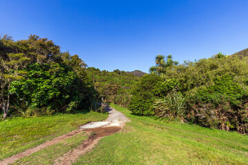 Fototapeta na wymiar Nature background next to Lake Rotoaira in New Zealand