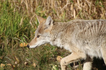 Naklejka na ściany i meble Profile Of A Coyote, Elk island National Park, Alberta