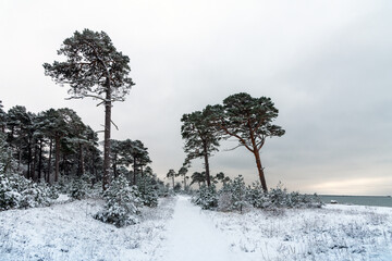 Pines on snowy Baltic sea coast.