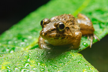 the frog in the close-up photo
rice field frogs can be eaten