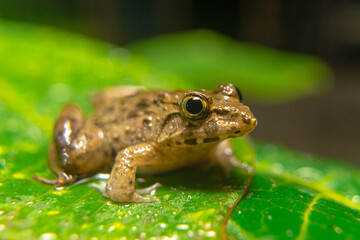 the frog in the close-up photo
rice field frogs can be eaten