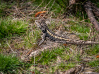 Dragon Head Up Watching Close