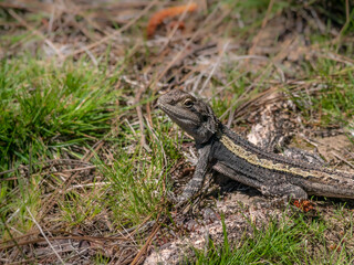 Dragon Watching Us