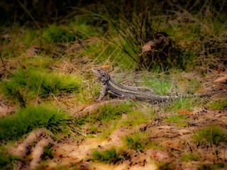 Dragon Head Up Watching