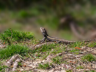 Dragon Head Up