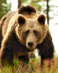 Male brown bear portrait in the forest