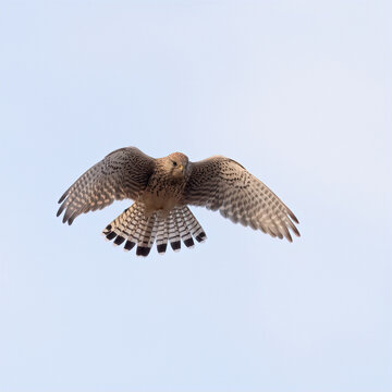 common kestrel