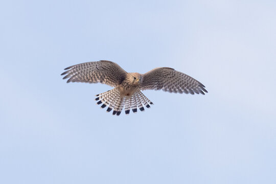 common kestrel