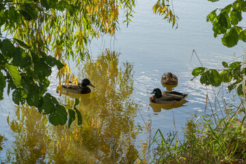 Ducks swim in a pond under the overhanging branches of a tree.