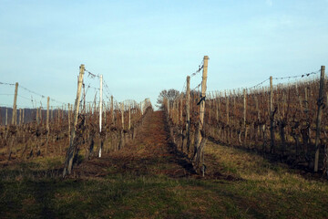 Fototapeta premium Weinberglage Oberschwarzacher Herrnberg im Herbst
