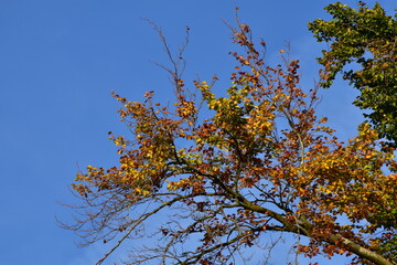 Buchenlaub im Herbst