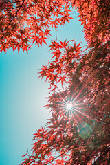 autumn maple foliage where sunlight fall