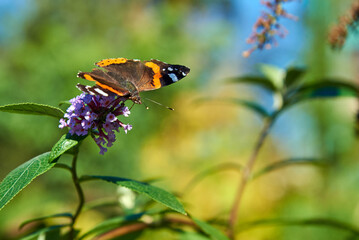 Bright background with a butterfly on a flower.