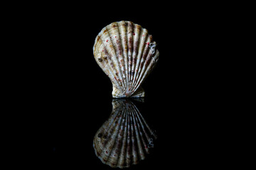 Jakobsmuschel oder Große Pilgermuschel (Pecten maximus)