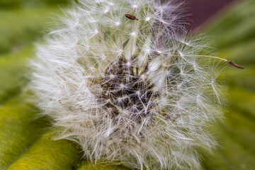 White dandelion fluff flies in the air