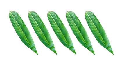 Green bamboo leaves isolated on white background for ready design with Clipping Path