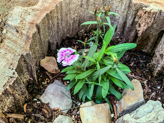 Flower growing in a broken tree