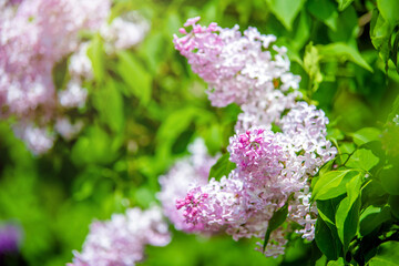 Pink lilac blooms in the Botanical garden
