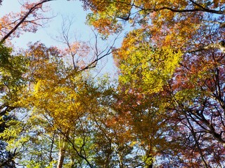 紅葉と青空