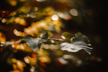 Autumn nature. Autumn leaves and stunning autumn colors.