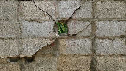 The old cement wall picture is cracked due to the impact of incomplete construction.
