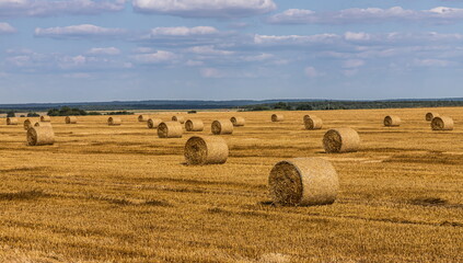 Fototapeta premium agricultural field with prickly straw from wheat, the grain from which was collected for food, wheat field on a Sunny summer day