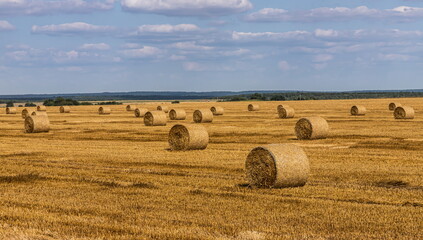 agricultural field with prickly straw from wheat, the grain from which was collected for food, wheat field on a Sunny summer day