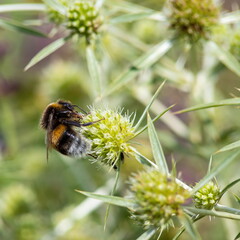 bumblebee sits on a branch of a eryngium and collects pollen from a flowe