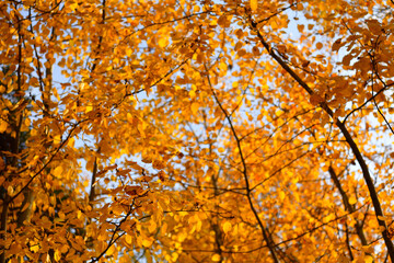 Birch branch in the autumn forest in October 