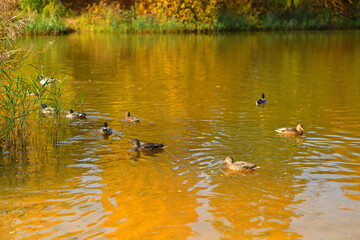 Ducks swim past the reeds on the autumn lake