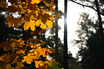Sunlight shines brightly through the leaves on a maple branch in October with a place for text