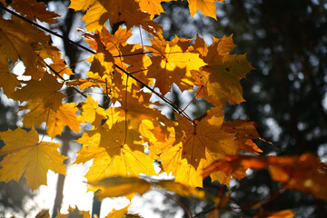 Fototapeta na wymiar Sunlight shines brightly through the leaves on a maple branch in October with a place for text