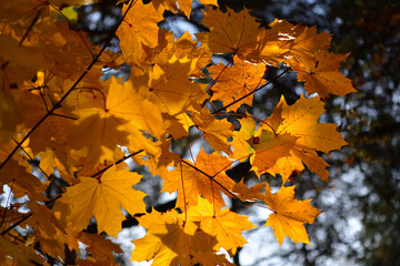 Sunlight shines brightly through the leaves on a maple branch in October with a place for text