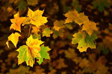 Sunlight shines brightly through the leaves on a maple branch in October with a place for text