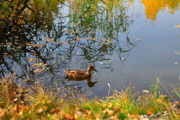 Duck in the reflection of reeds on the lake shore
