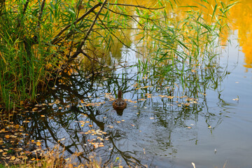 Autumn birch foliage among the reeds in the reflection on the lake water