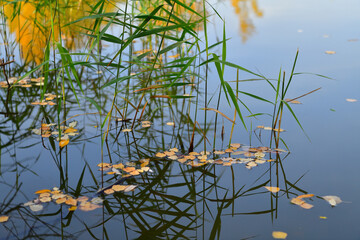 Autumn birch foliage among the reeds in the reflection on the lake water