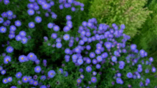 Blue daisies and asters on a green flower bed: slow motion shot with twisting. Autumn bright colorful flower bed with purple flowers.