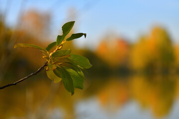 Macro view of a willow branch on the background of a lake with a place for text