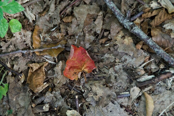 Foglia in autunno