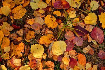 Background of yellow autumn birch foliage on green grass