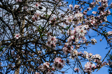 Almond Flowers