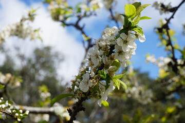 Almond Flowers