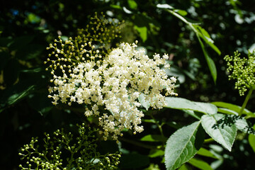 White Flowers Of The Black Elder (Sambucus)