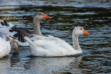 Obraz premium Farm life. A flock of white and gray geese swims in a blue pond